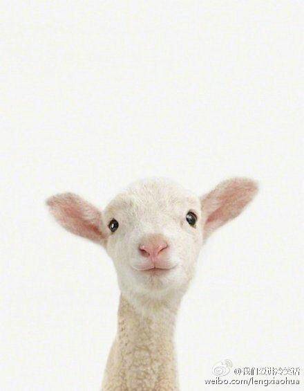 肉球妈私房手工作坊200509