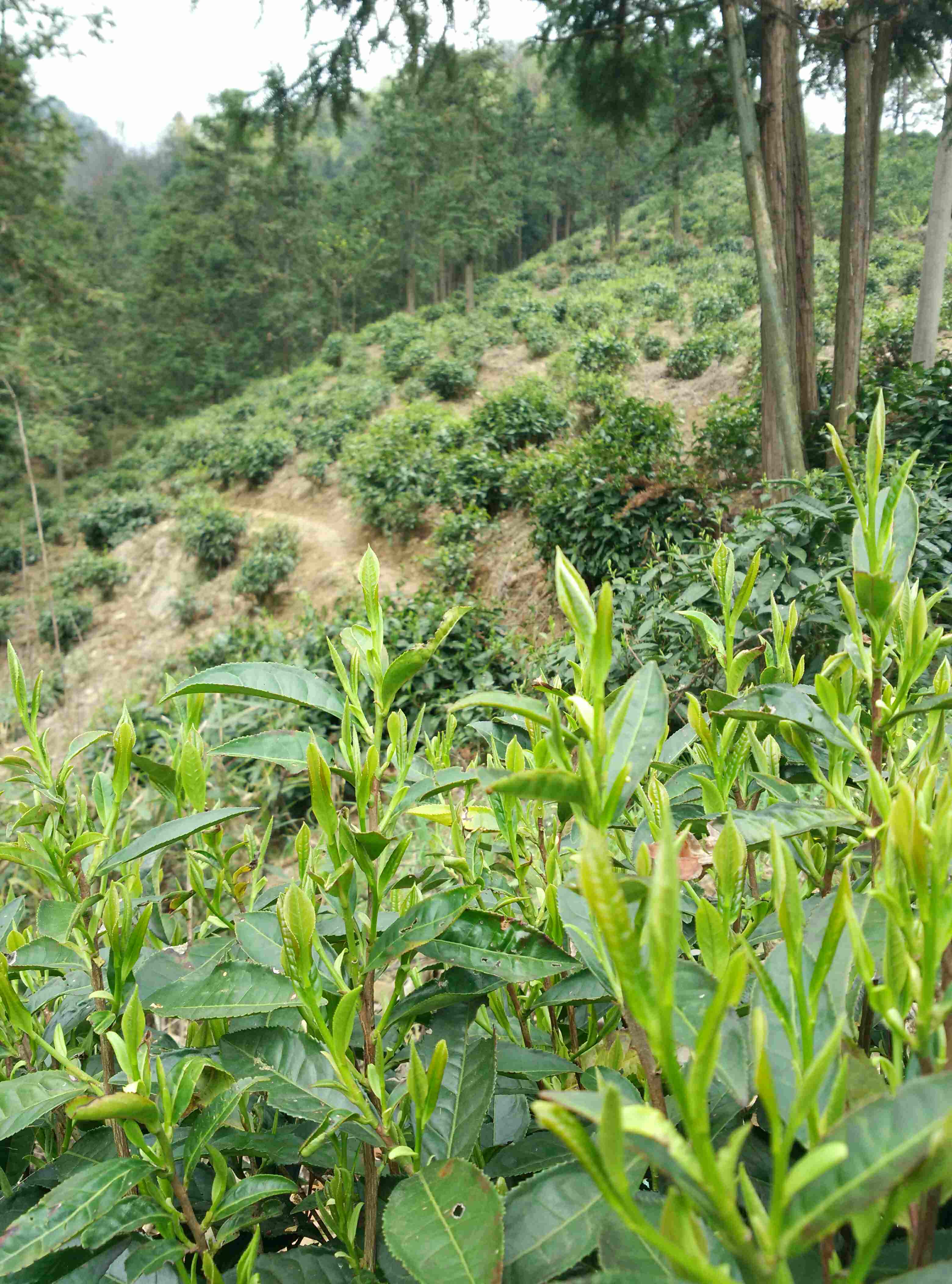 龙袭坑绿茶200509