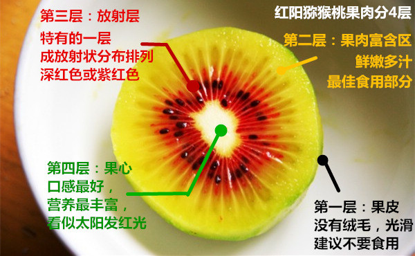 红阳猕猴桃