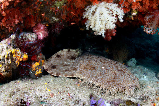 【船宿】印尼四王岛 Raja Ampat  船宿 - Indo Siren 11天10晚船宿 商品图13