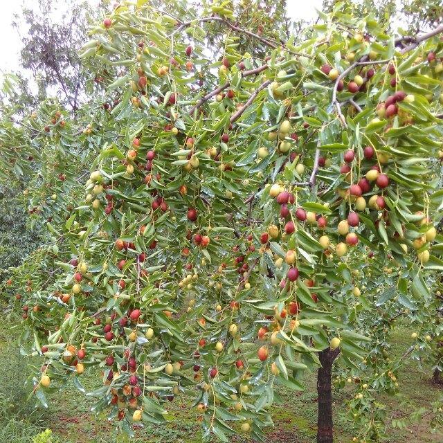 沧州金丝小枣御枣园180314