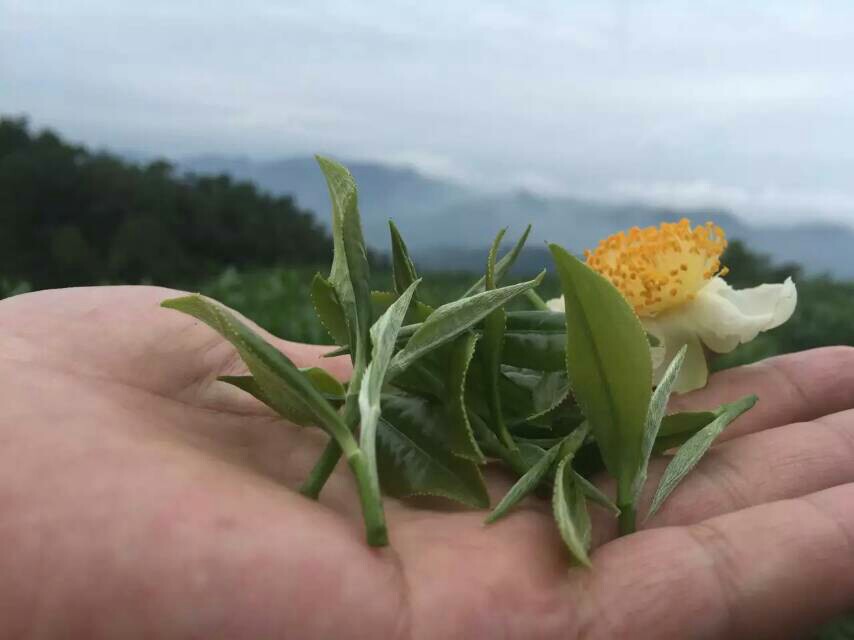 三让茶友圈200508