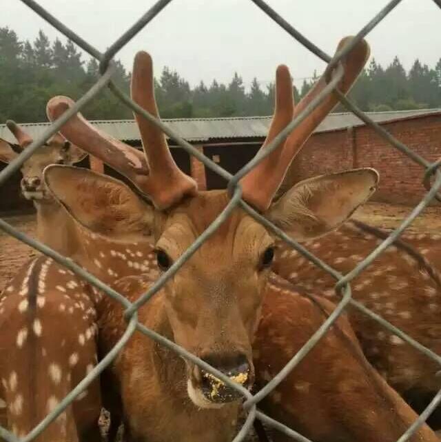 云溪梅花鹿180404