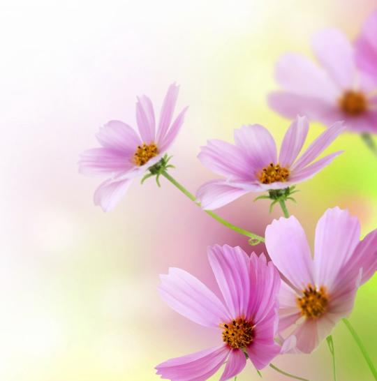 一树花开的小铺180404