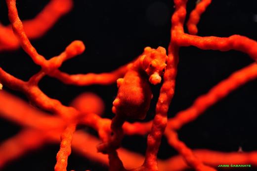 【度假村】菲律宾墨宝Moalboal 潜水套餐 - Savedra 商品图5