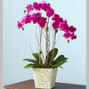 3株蝴蝶兰 商品缩略图0