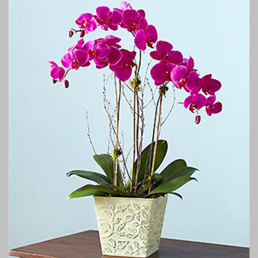 3株蝴蝶兰 商品图0