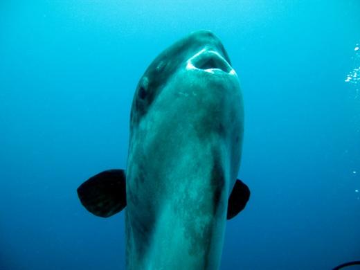 【度假村】印尼巴厘蓝梦岛Lembongan潜水套餐 - World Diving 商品图11