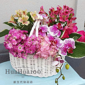 商务礼篮--蝴蝶兰绣球玫瑰水仙百合