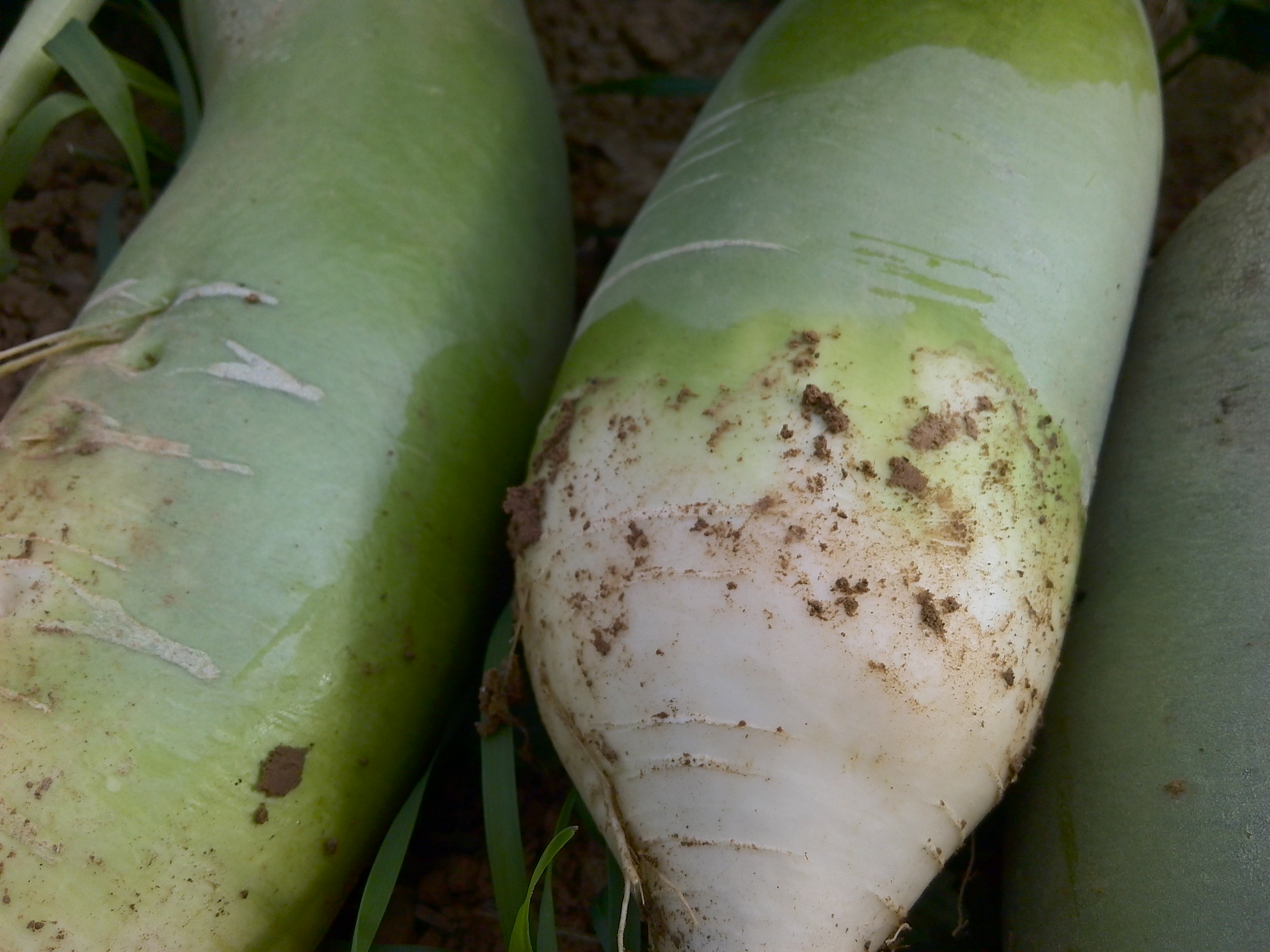 张湾萝卜 我们张湾现场收购 抗暴力快递包装 如水果清脆爽口 亲赶快来一箱 因为快递运费每箱改为5斤装