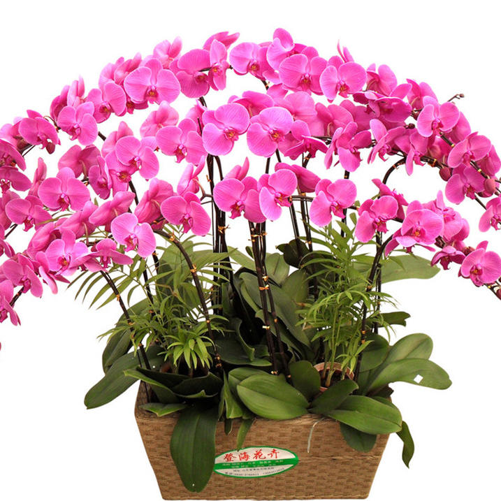 老铁花卉瓷器观赏鱼180405