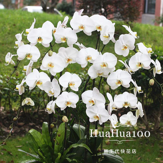 8株白色蝴蝶兰 商品图3