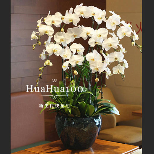 8株白色蝴蝶兰 商品图2