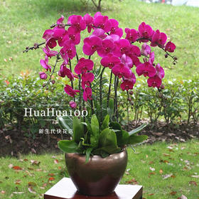 8株紫红色蝴蝶兰