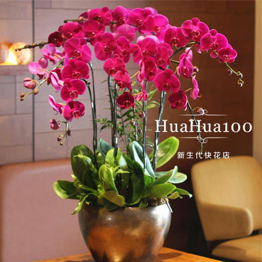 8株紫红色蝴蝶兰 商品图1