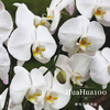 8株白色蝴蝶兰 商品缩略图1