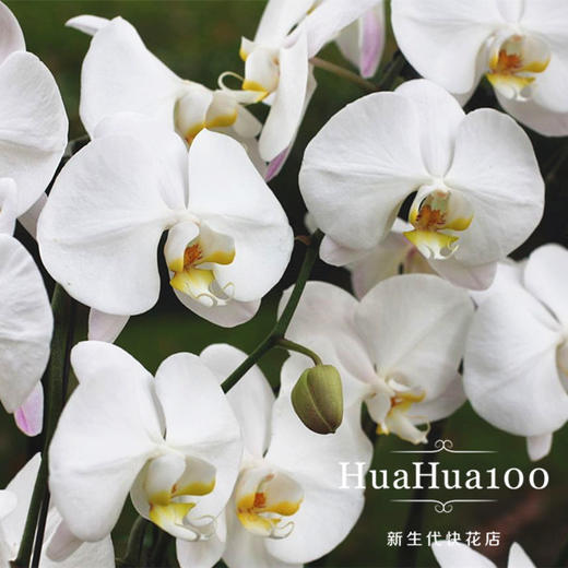 8株白色蝴蝶兰 商品图1