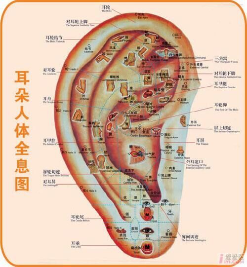 神经血管丰富(脊神经:枕小神经,耳大神经,脑神经,交感神经分布于耳).