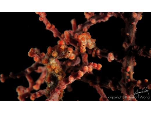 【度假村】印尼美娜多Manado 潜水套餐 - Cocotinos 商品图10