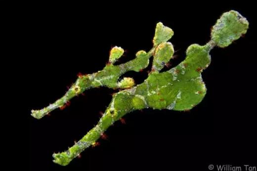 【度假村】印尼美娜多Manado 潜水套餐 - Cocotinos 商品图9