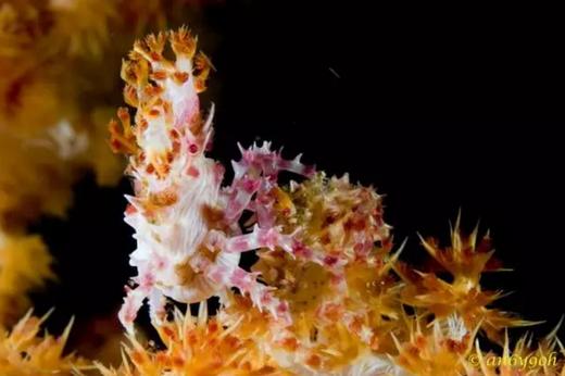 【度假村】印尼美娜多Manado 潜水套餐 - Cocotinos 商品图7