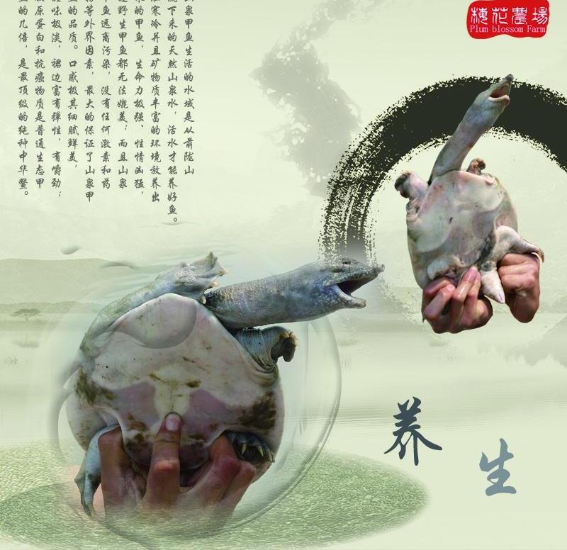 汕头梅花农场甲鱼专卖店200509