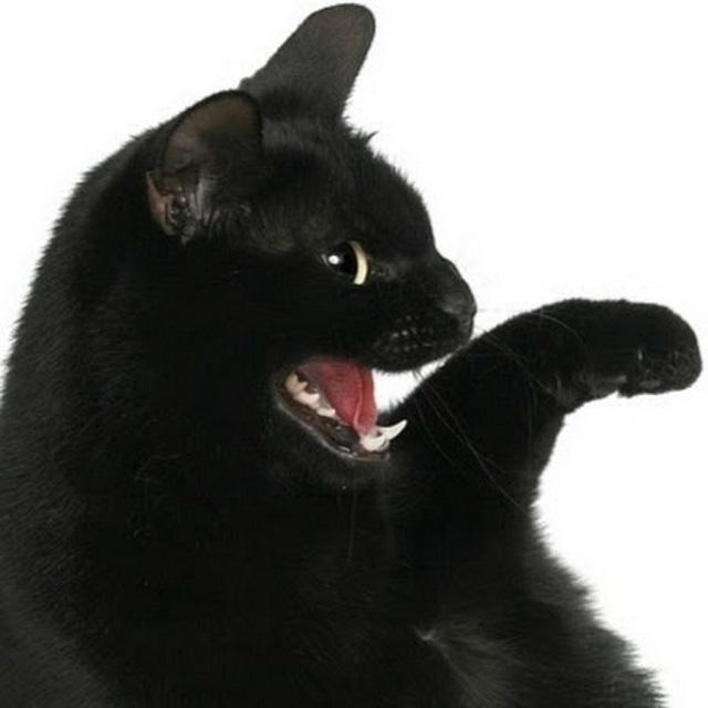 宠物公会 集市200428