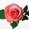 爱--1朵玫瑰花 商品缩略图0