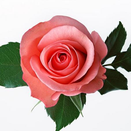 爱--1朵玫瑰花 商品图0