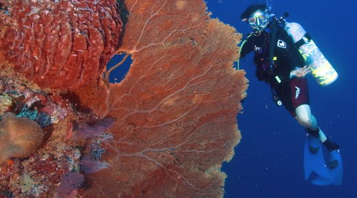 【度假村】拉央拉央Layang Layang 潜水套餐 - Avillion Resort 商品图6