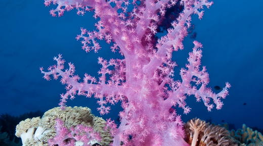 【度假村】拉央拉央Layang Layang 潜水套餐 - Avillion Resort 商品图11