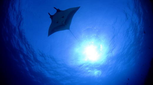 【度假村】拉央拉央Layang Layang 潜水套餐 - Avillion Resort 商品图5