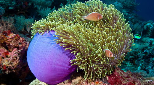 【度假村】拉央拉央Layang Layang 潜水套餐 - Avillion Resort 商品图10