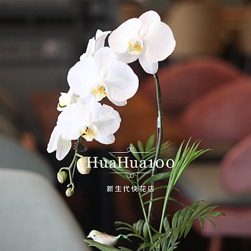 单株白色蝴蝶兰 商品图1