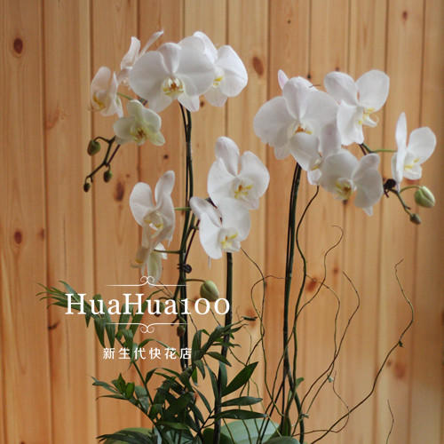 3株白色蝴蝶兰 商品图0