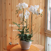 3株白色蝴蝶兰 商品缩略图1