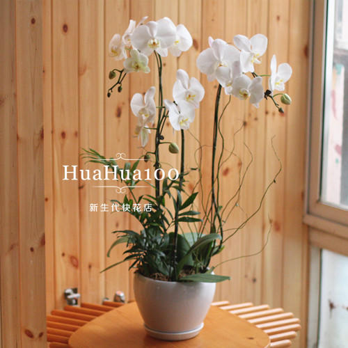 3株白色蝴蝶兰 商品图1