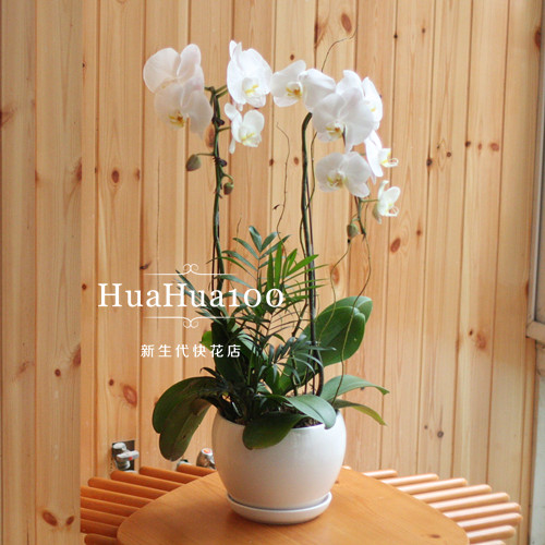 2株白色蝴蝶兰