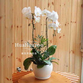 2株白色蝴蝶兰