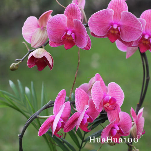 2株粉色蝴蝶兰A款 商品图1