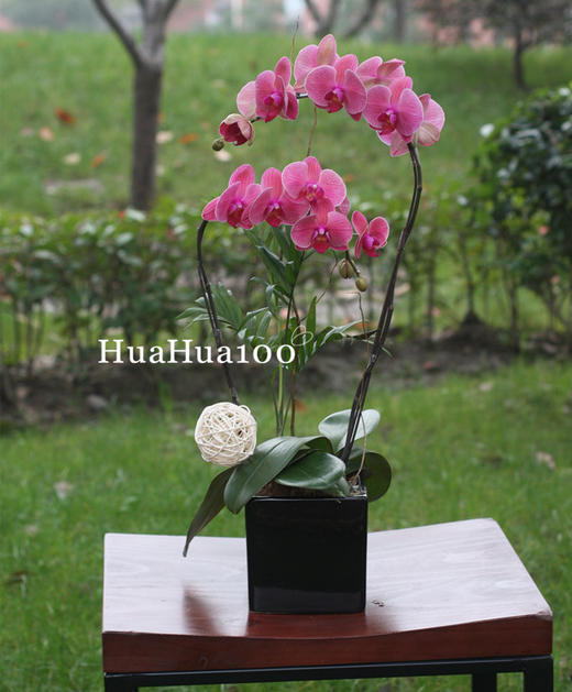 2株粉色蝴蝶兰A款 商品图0