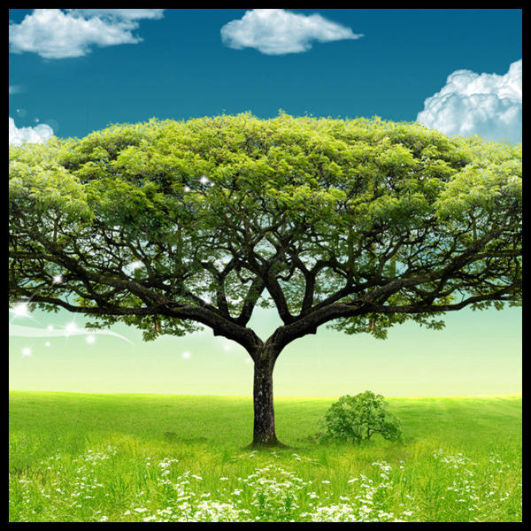 亲情树殡仪行200509