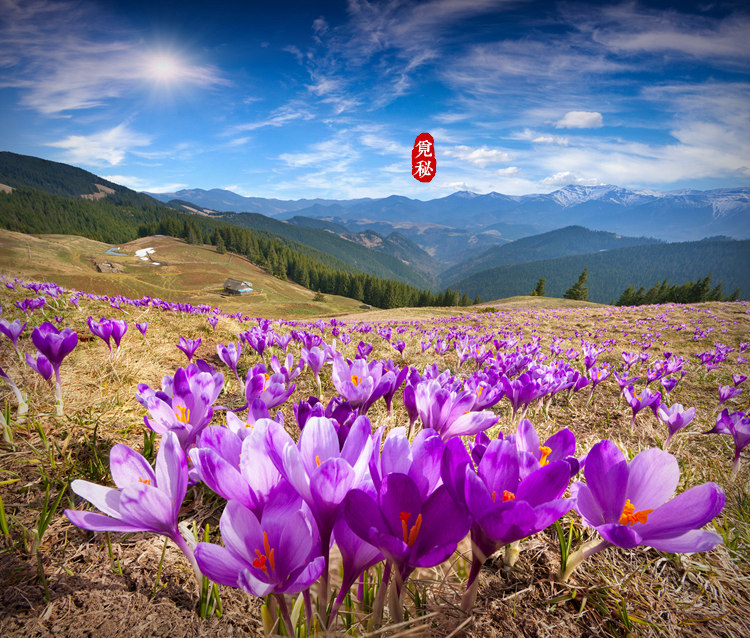 觅秘新货 正宗特级伊朗进口野生藏红花番红花 补血养颜 3g 盒装