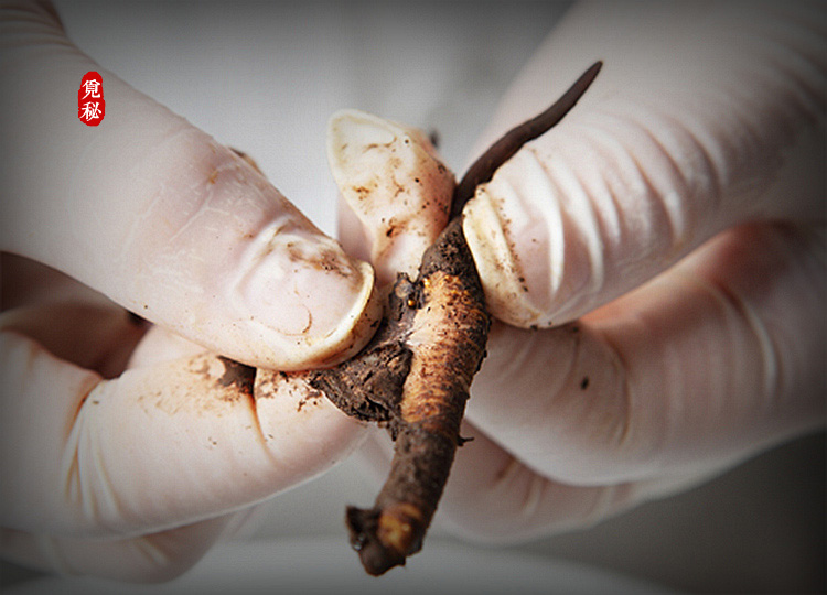 觅秘2015年新鲜虫草 青海省玉树囊谦野生天然冬虫夏草正品 4根\/g - 原生觅秘