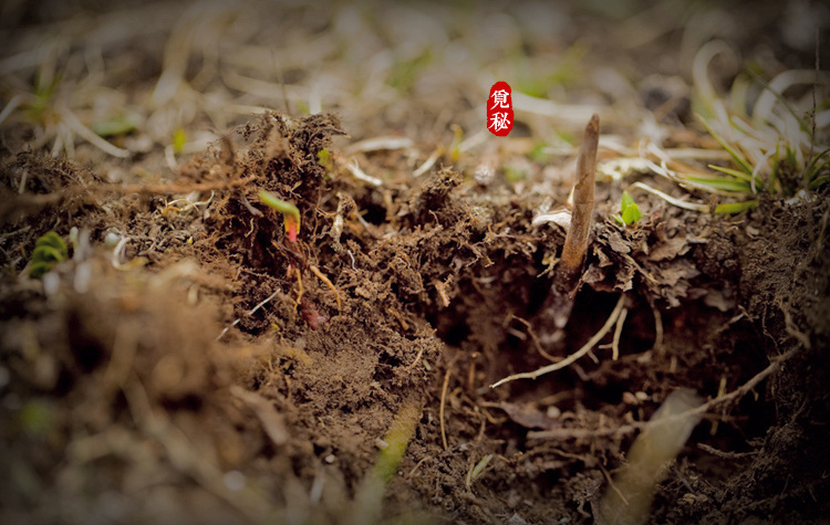 觅秘2015年新鲜虫草 青海省玉树囊谦野生天然冬虫夏草正品 4根\/g
