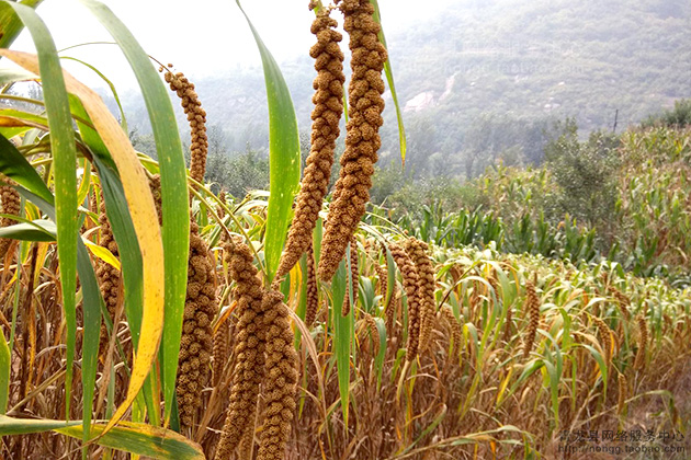 新小米 青龙县农家自产山地小黄米 杂粮小米月