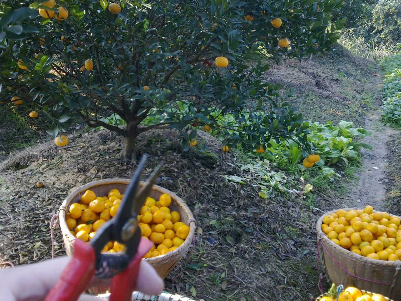黄岩本地早蜜桔