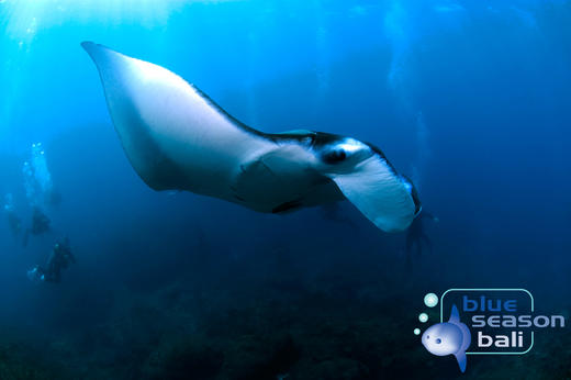 【潜店】印尼巴厘岛Blue Season Bali潜水套餐 商品图2