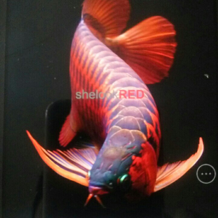 乐悠游花鸟水族商城200508