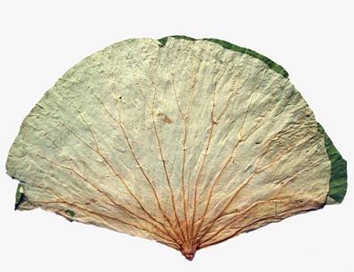 荷叶(大叶）（1斤装） 商品图0